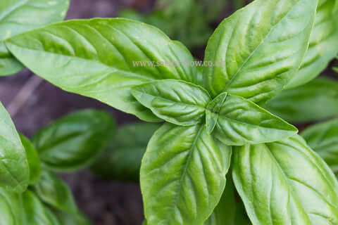 Basil Sweet Genovese - Seeds to Sow Limited