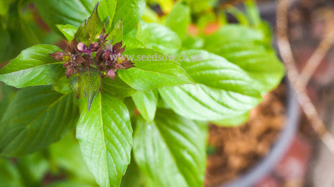 Basil Thai - Seeds to Sow Limited