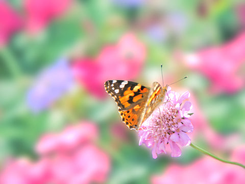 Wildflower - Bee, Bird and Butterfly Mix - Seeds to Sow Limited