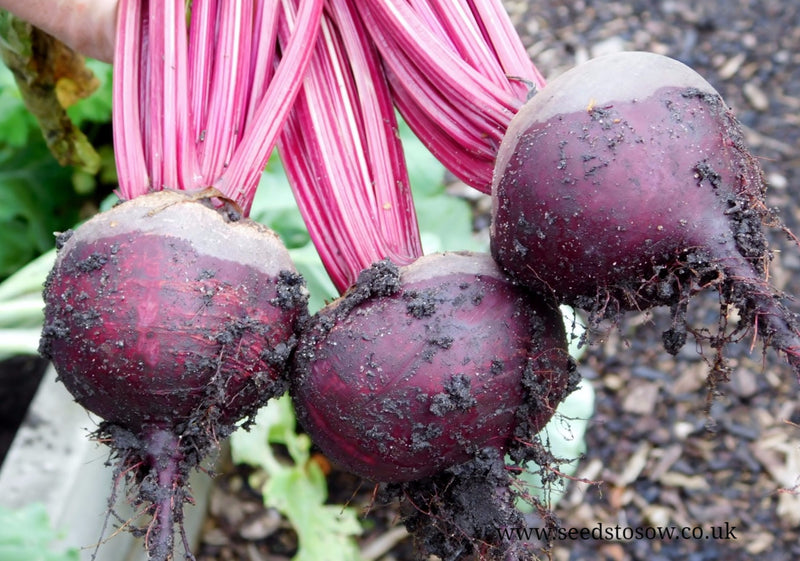 Beetroot Boltardy - Seeds to Sow Limited