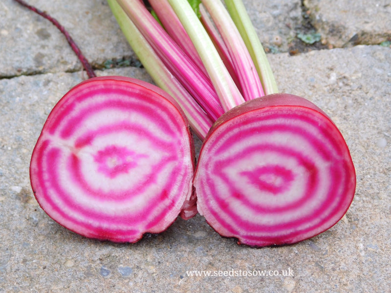 Beetroot "Tonda Di Chioggia" - Seeds to Sow Limited