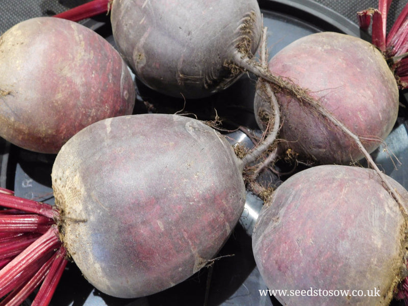 Beetroot Pablo F1 - Seeds to Sow Limited