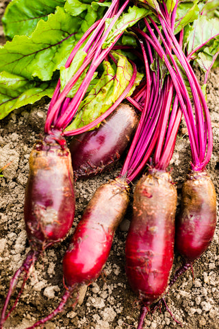 Beetroot Cylindra - Seeds to Sow Limited