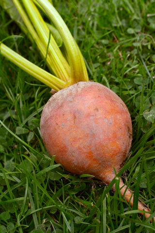 Beetroot Golden - Seeds to Sow Limited