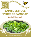 Lettuce Lamb's Lettuce - Corn Salad Verte De Cambrai Seeds