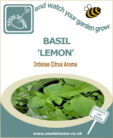 Basil Lemon seeds