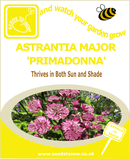Astrantia Major Seeds