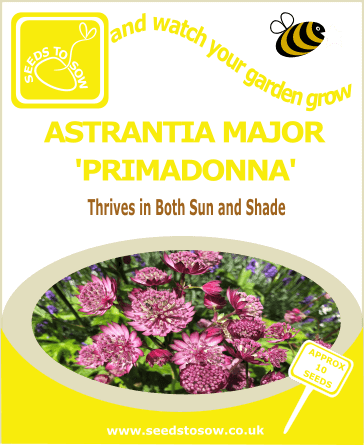 Astrantia Major Seeds