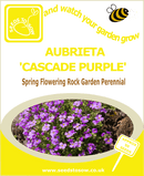 Aubrieta Seeds