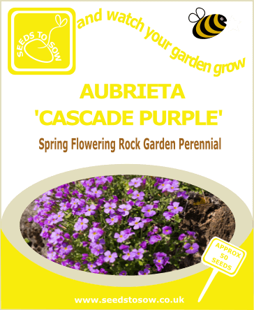 Aubrieta Seeds