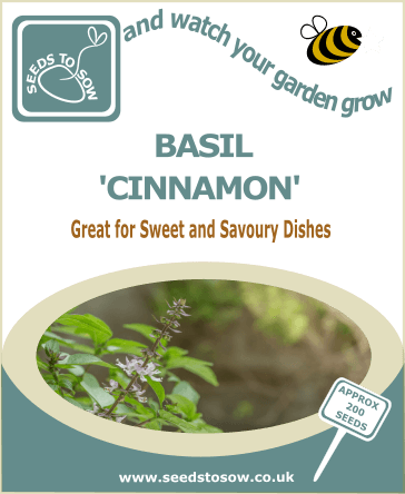 Basil Cinnamon seeds