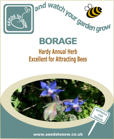 Borage seeds