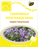 Campanula Poscharskyana Seeds