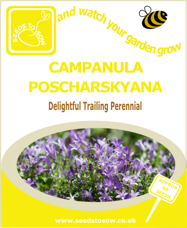 perennial plant seeds uk Seeds to Sow - Allotment Seed Collection