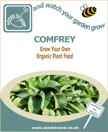 Comfrey Seeds