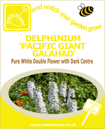 Delphinium Pacific Giants Galahad seeds