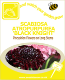 Scabiosa Atropurpurea Black Knight seeds