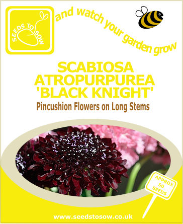 Scabiosa Atropurpurea Black Knight seeds