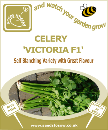 Celery Victoria F1