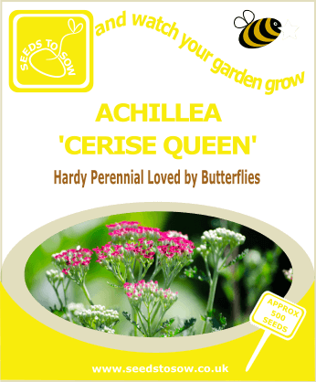 Achillea - Cerise Queen - Seeds to Sow Limited