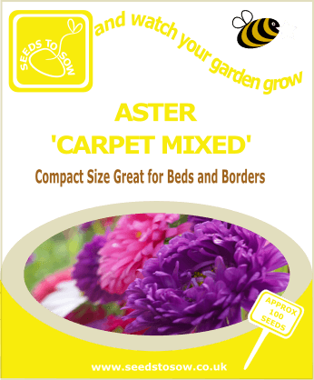 Aster - Carpet Mixed - Seeds to Sow Limited
