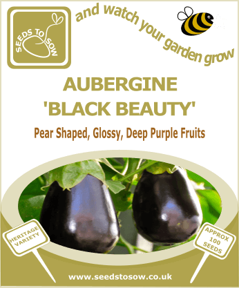 Aubergine Black Beauty - Seeds to Sow Limited