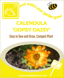 Calendula Oopsy Daisy - Seeds to Sow Limited