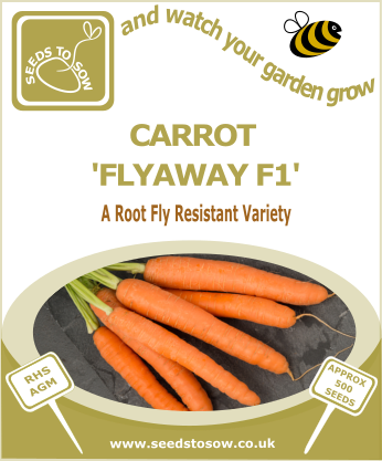 Carrot Flyaway F1 - Seeds to Sow Limited