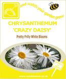 Chrysanthemum - Crazy Daisy - Seeds to Sow Limited
