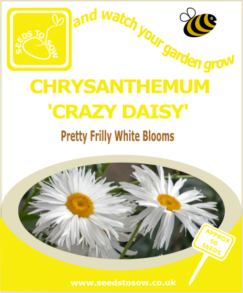Chrysanthemum - Crazy Daisy - Seeds to Sow Limited