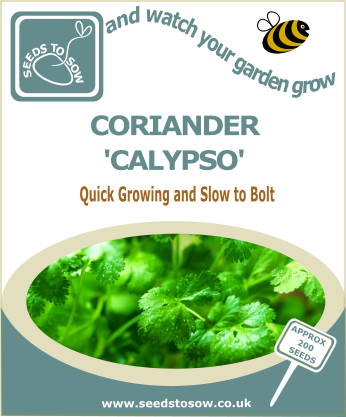 Coriander Calypso - Seeds to Sow Limited