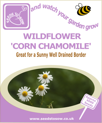 Wildflower - Corn Chamomile - Seeds to Sow Limited