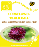Cornflower - Black Ball - Seeds to Sow Limited