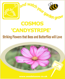 Cosmos - Candystripe - Seeds to Sow Limited