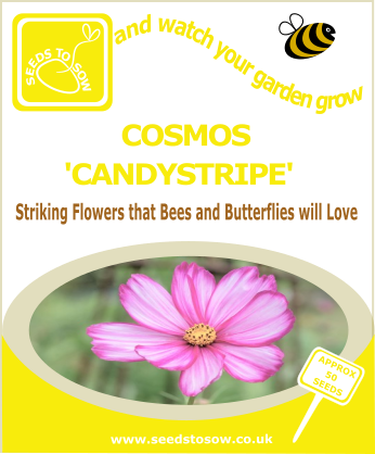 Cosmos - Candystripe - Seeds to Sow Limited