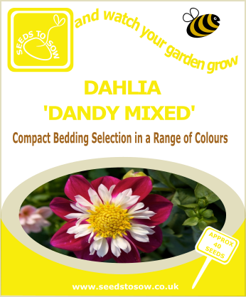 Dahlia - Dandy Mixed - Seeds to Sow Limited