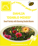 Dahlia - Diablo Mixed - Seeds to Sow Limited