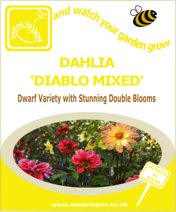 Dahlia - Diablo Mixed - Seeds to Sow Limited