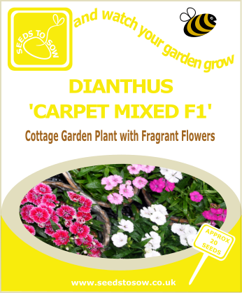 Dianthus - Carpet Mixed F1 - Seeds to Sow Limited