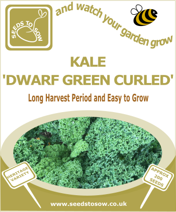 Kale Dwarf Green Curled - Seeds to Sow Limited