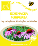 Echinacea purpurea - Seeds to Sow Limited