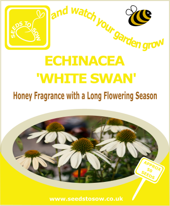 Echinacea 'White Swan' - Seeds to Sow Limited