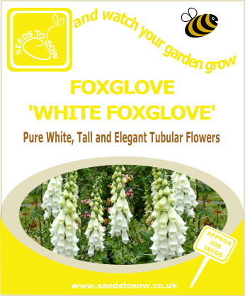 Foxglove - White Foxglove - Seeds to Sow Limited