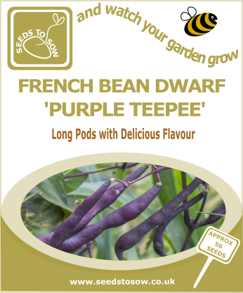 French Dwarf Bean Purple Teepee - Seeds to Sow Limited