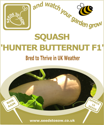 Squash Butternut Hunter F1 - Seeds to Sow Limited