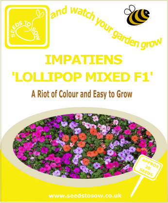 Impatiens - Lollipop Mixed F1 - Seeds to Sow Limited
