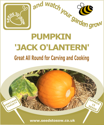 Pumpkin Jack O'Lantern - Seeds to Sow Limited
