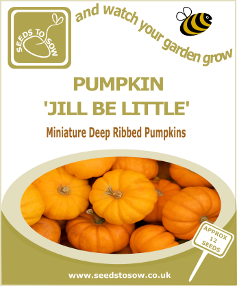 Pumpkin Jill Be Little - Seeds to Sow Limited