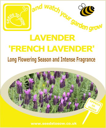 Lavender - French Lavender - Seeds to Sow Limited