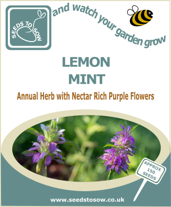 Lemon Mint - Seeds to Sow Limited